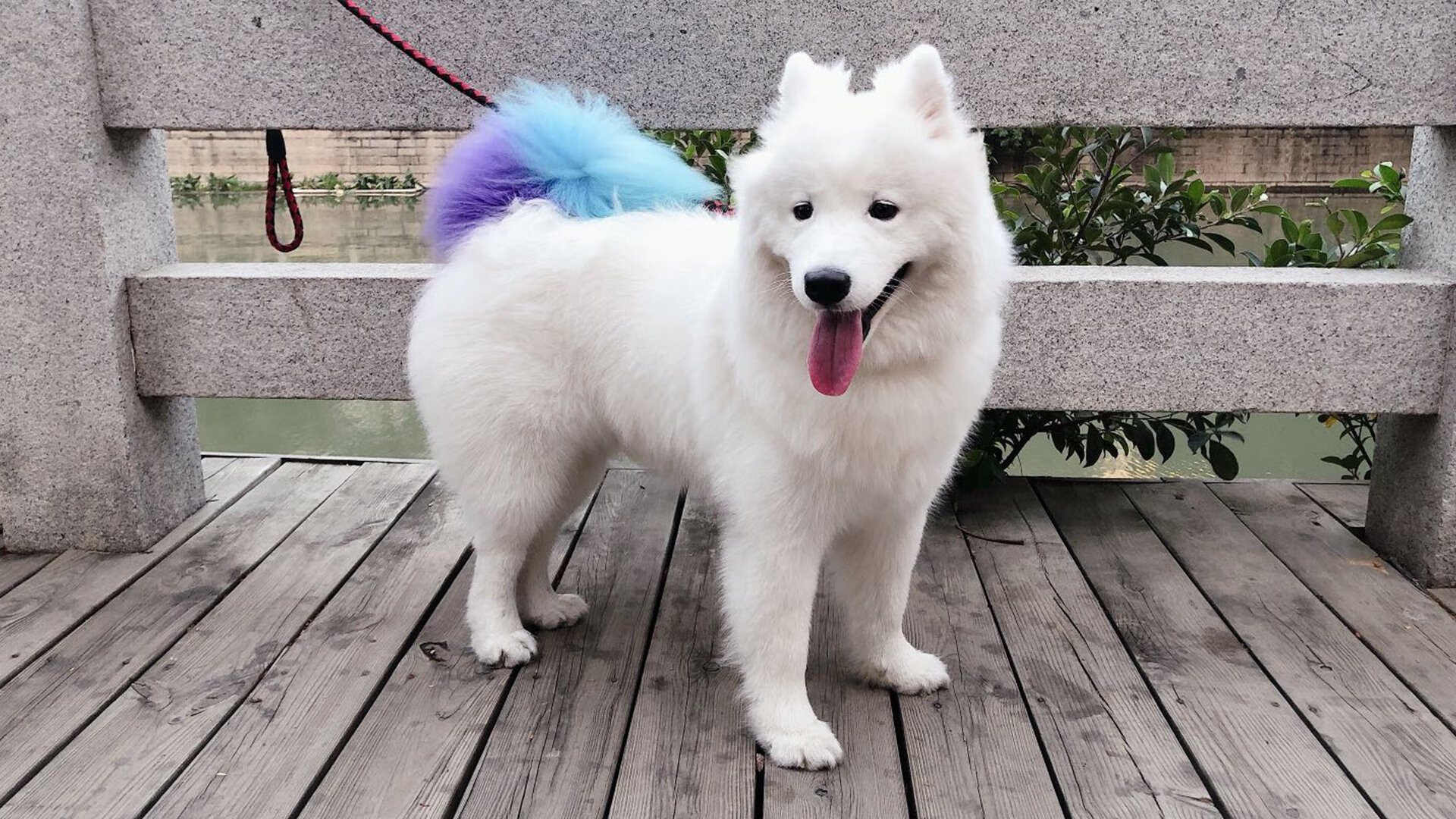 绝地反击，哈斯车队如何用一次完美战术碾压阿斯顿马丁，阿隆索关键制胜