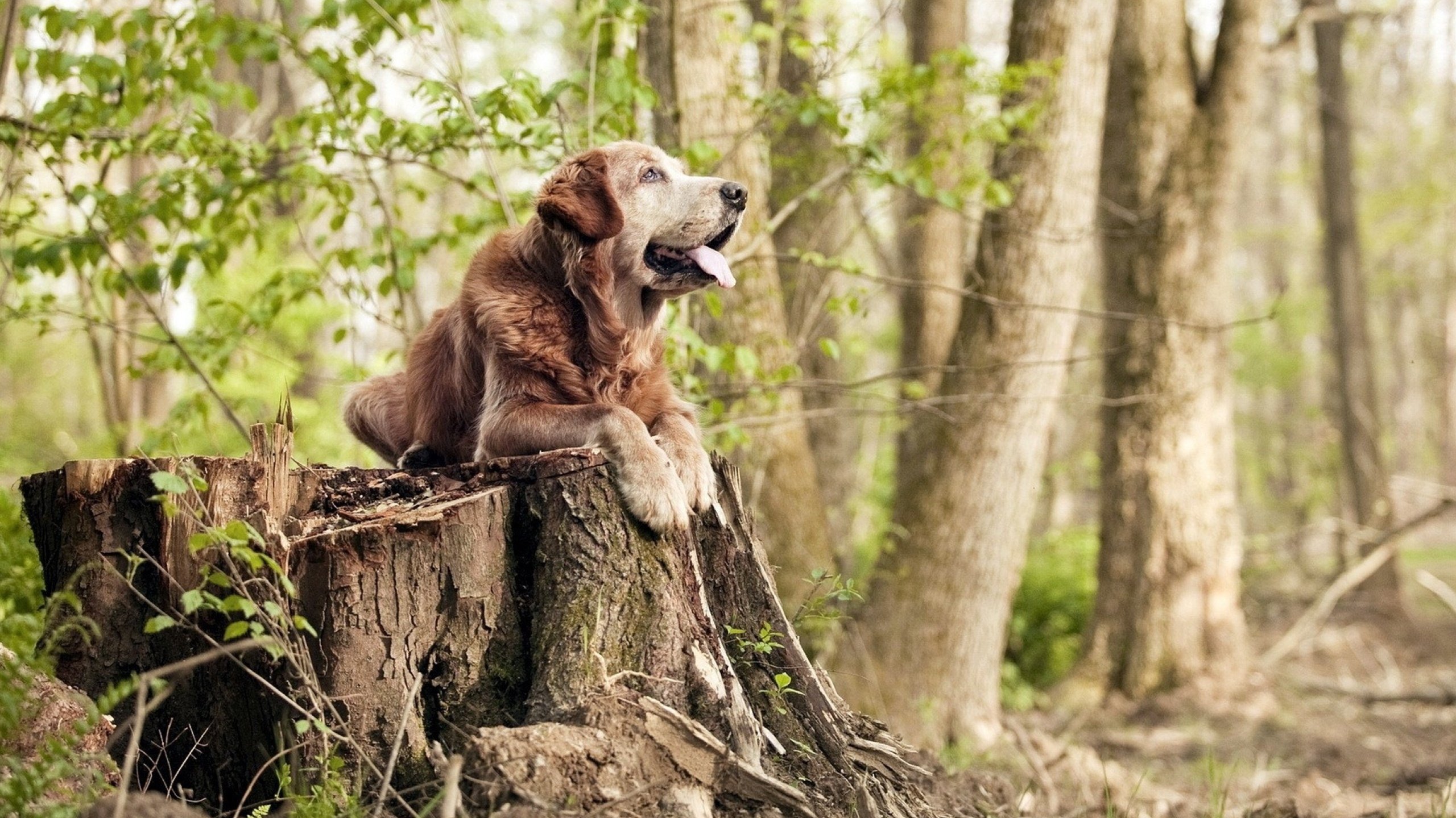 巨塔倾覆之日,辛杜单骑救主,印尼队掀翻德国羽球霸业