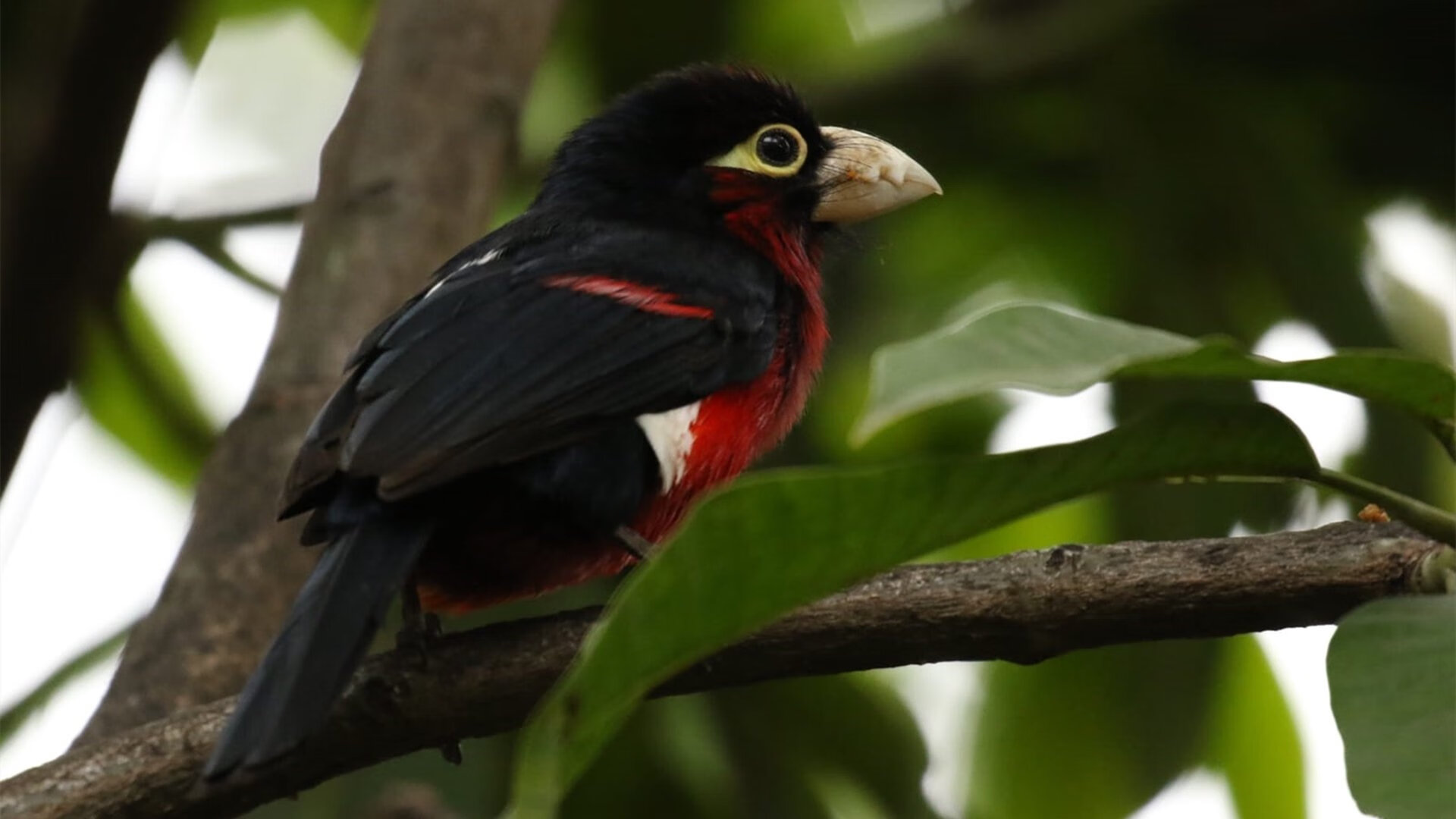 暗流下的决胜，釜山世乒赛韩国队轻取中国队，梁靖崑独木难支却现关键制胜