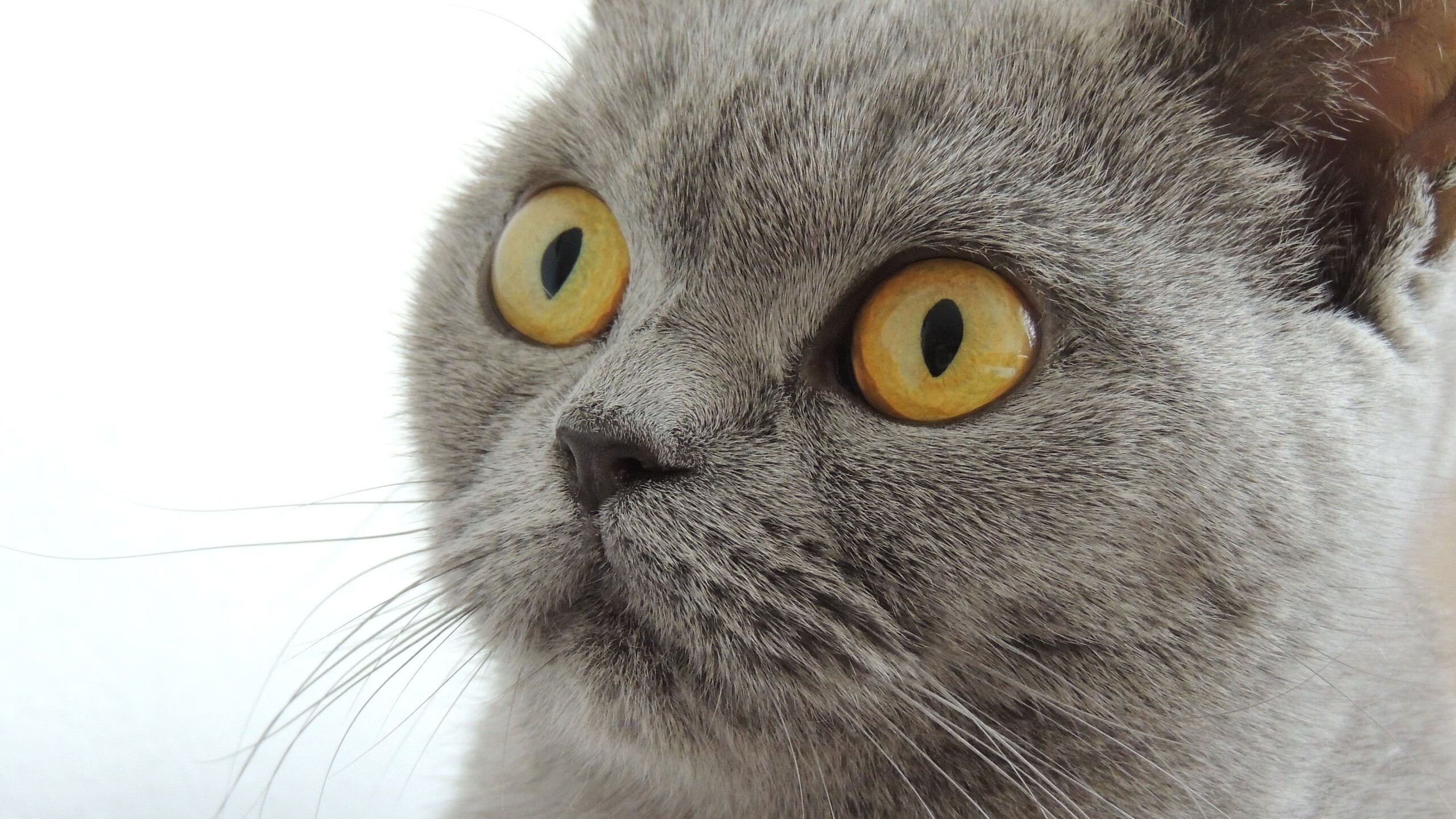 从底格里斯河到怀卡托河,贝林厄姆在英超的战壕中,为所有人突围