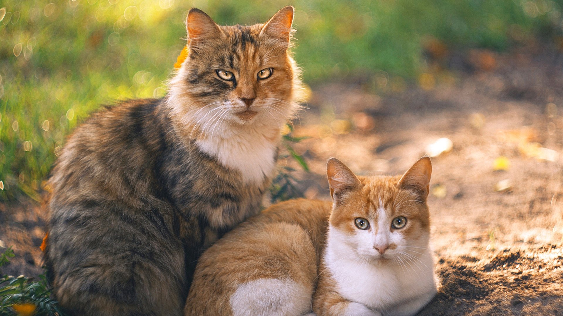末节收割机，拉梅洛19分神奇翻转，上海队惊险带走浙江队