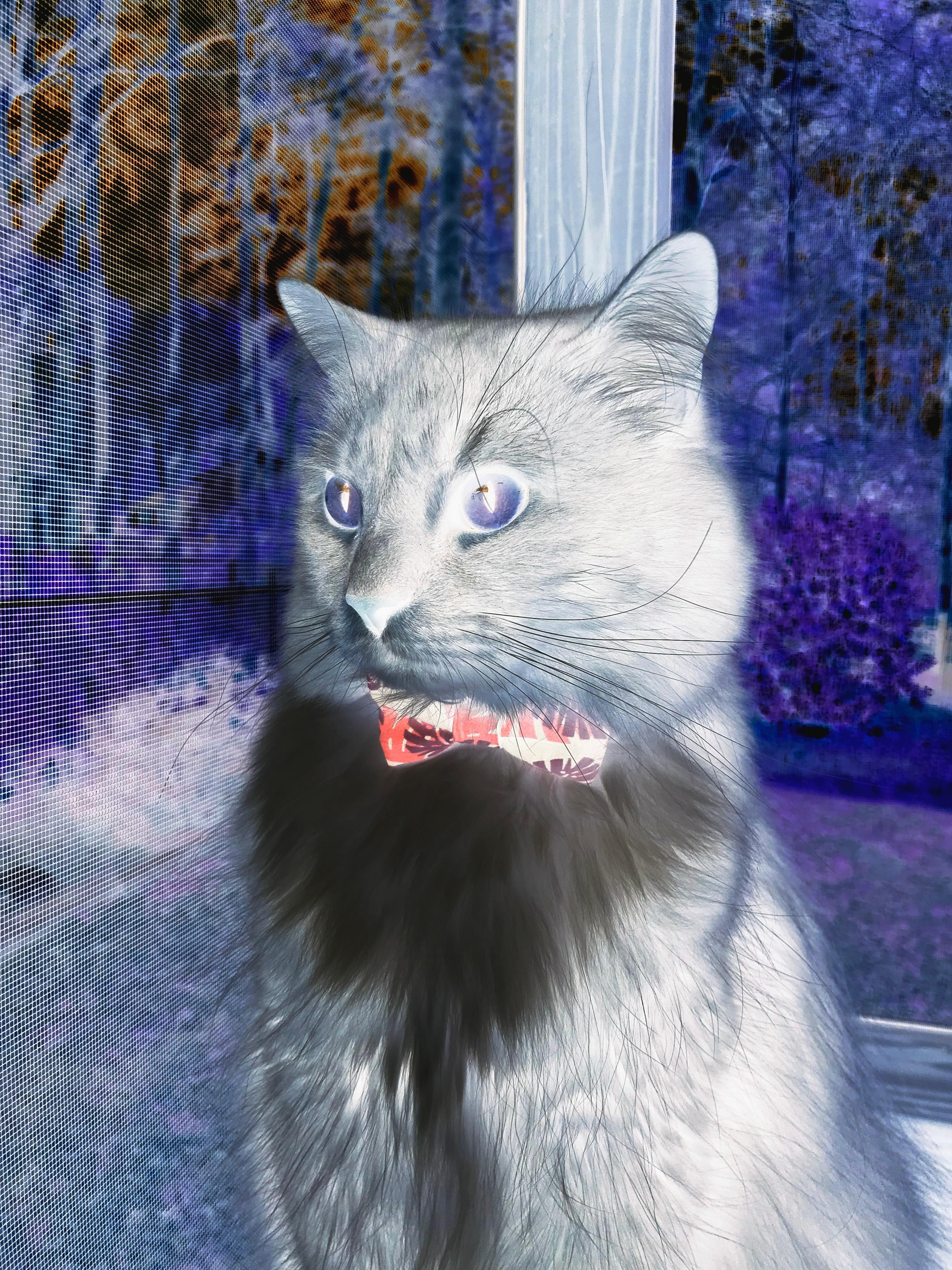 点球成金！武切维奇用节奏改写剧本，奇才三秒险胜背后的数学艺术