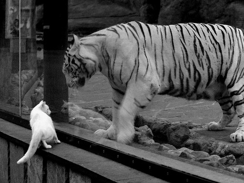 阿克单骑定乾坤，乌拉圭打破玻利维亚高原魔咒的唯一密码