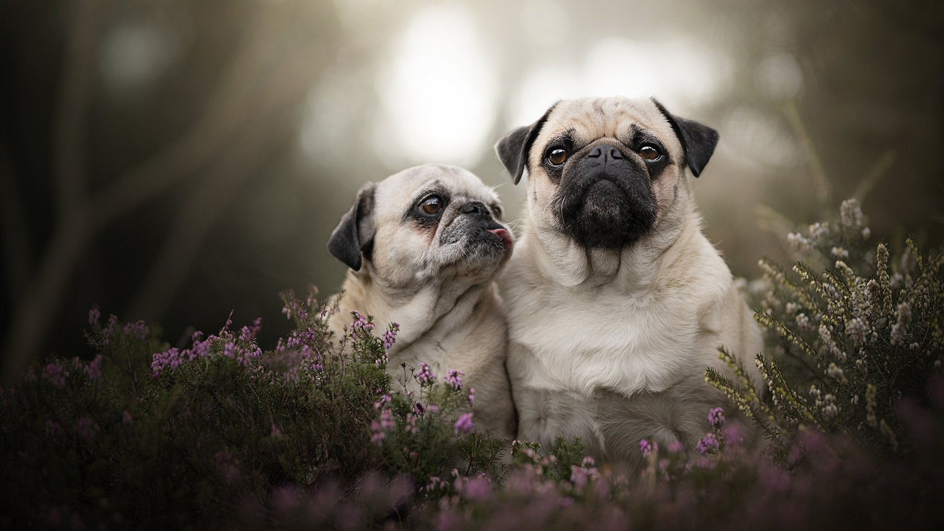阿克单骑定乾坤，乌拉圭打破玻利维亚高原魔咒的唯一密码