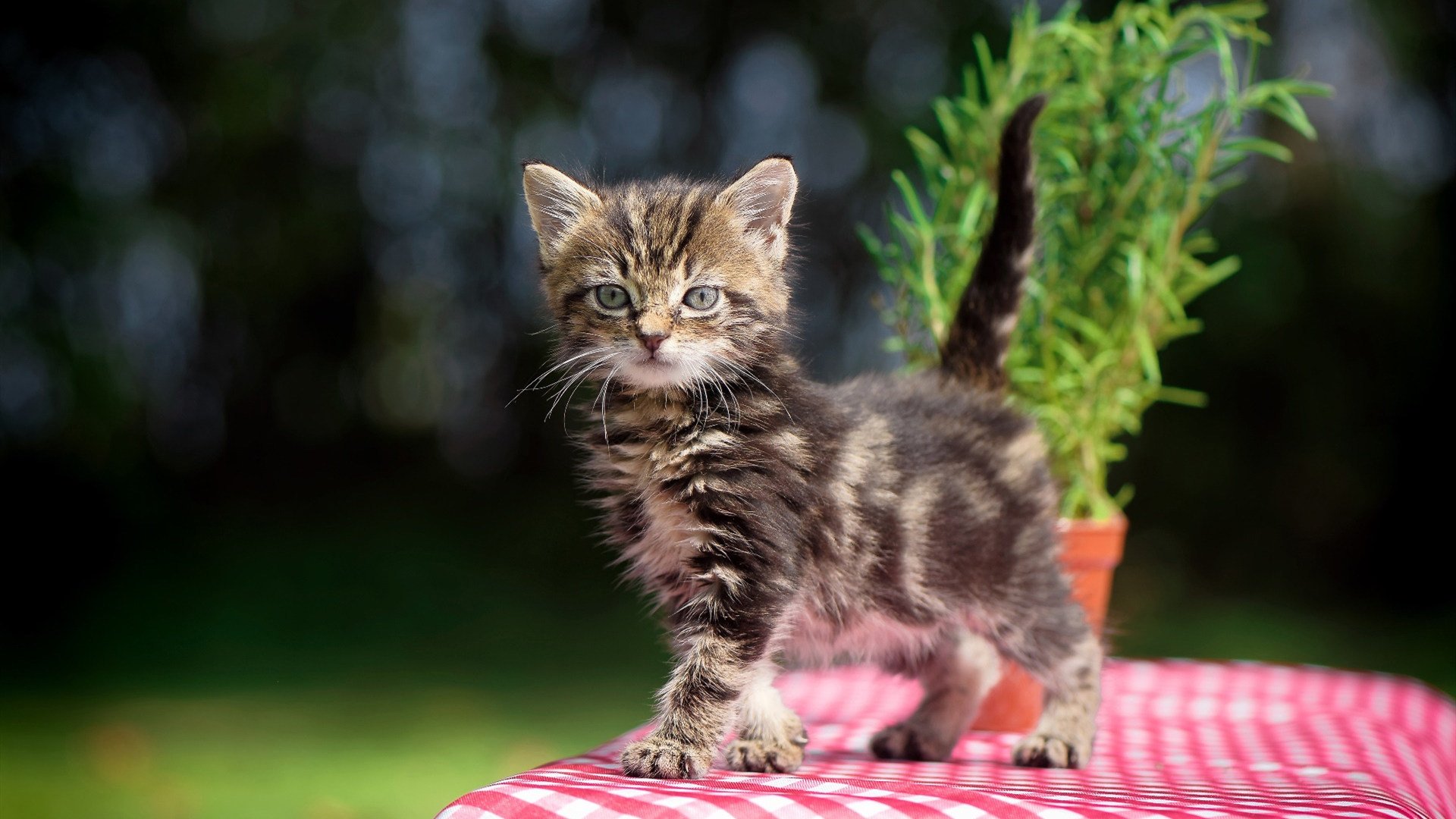红海新浪潮,当埃及的砂砾倾覆罗马,武士刀锋刺穿亚平宁黄昏