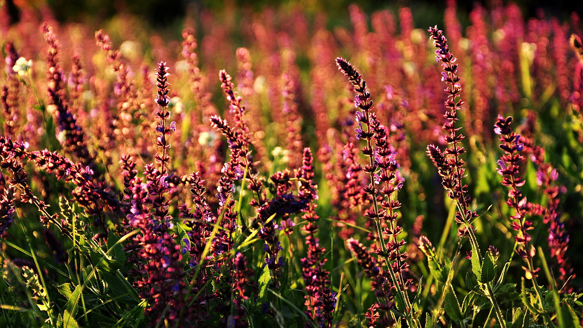 神行太保！米切尔末节狂飙撕裂防线，一记冷血抢断绝杀步行者
