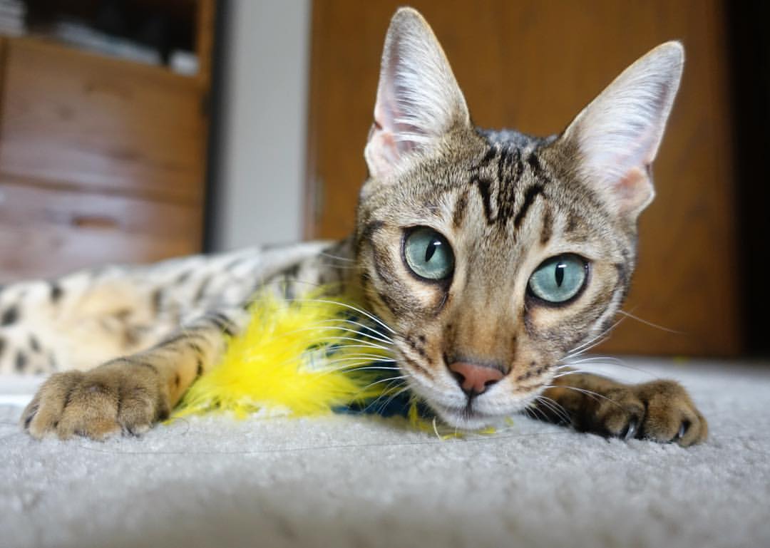 寒冰与烈焰,小球队的逆袭与巨星的加冕—足球世界中的意外与注定