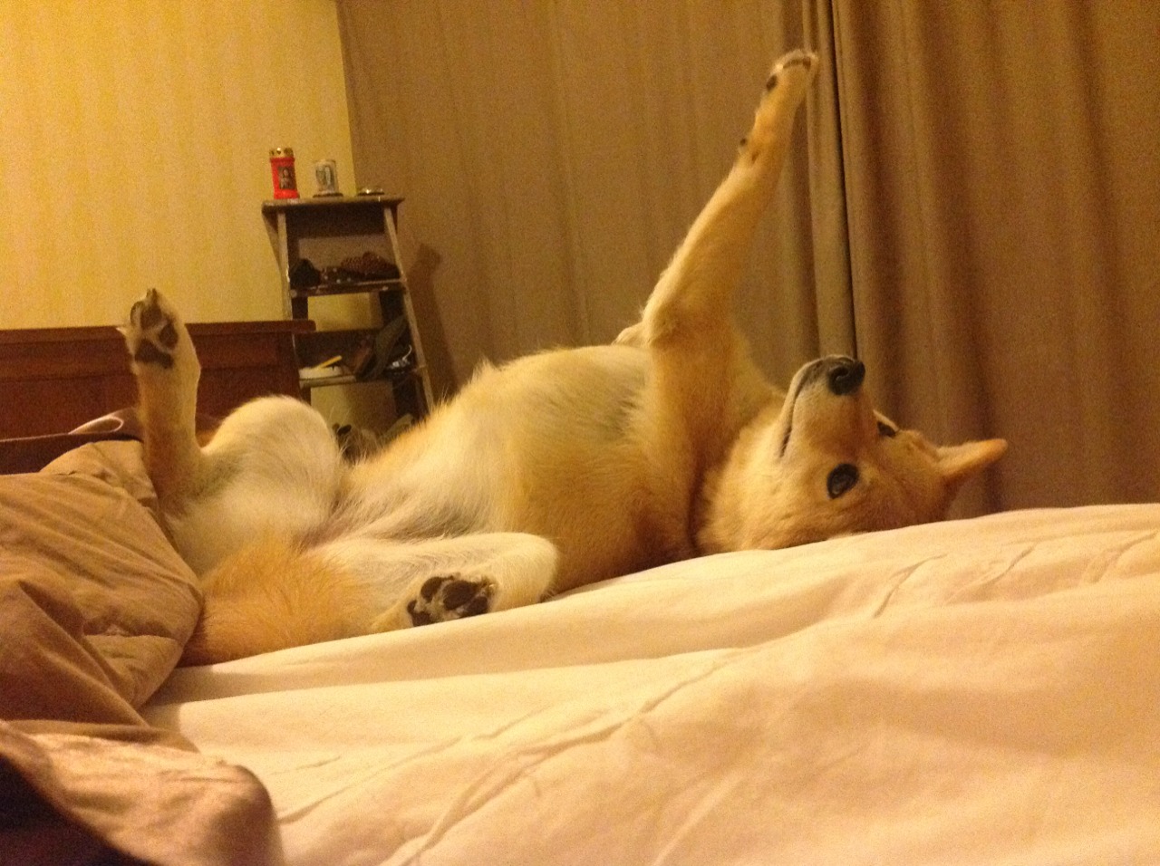 英格拉姆与双狼的呼啸之夜,当明尼苏达的雪原吹来吉林的风