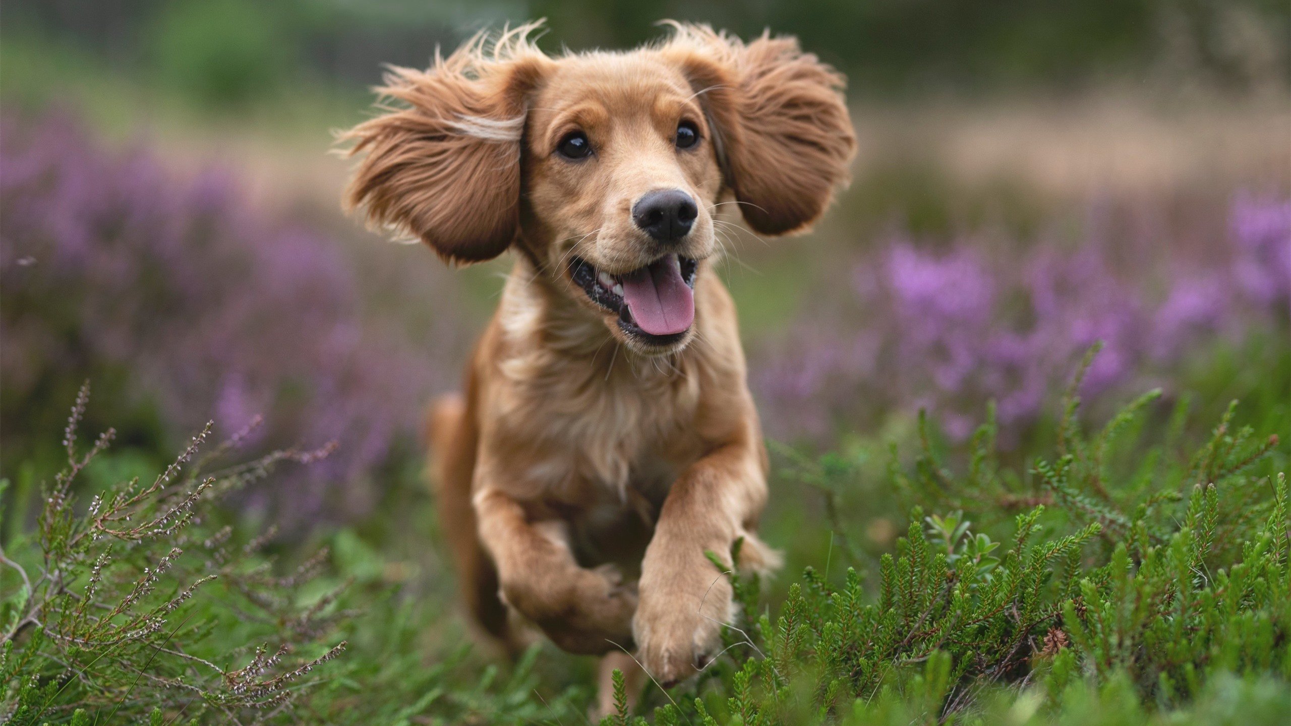 隔洋呼应，辽宁闪电战与浓眉教科书—现代篮球的终极答案