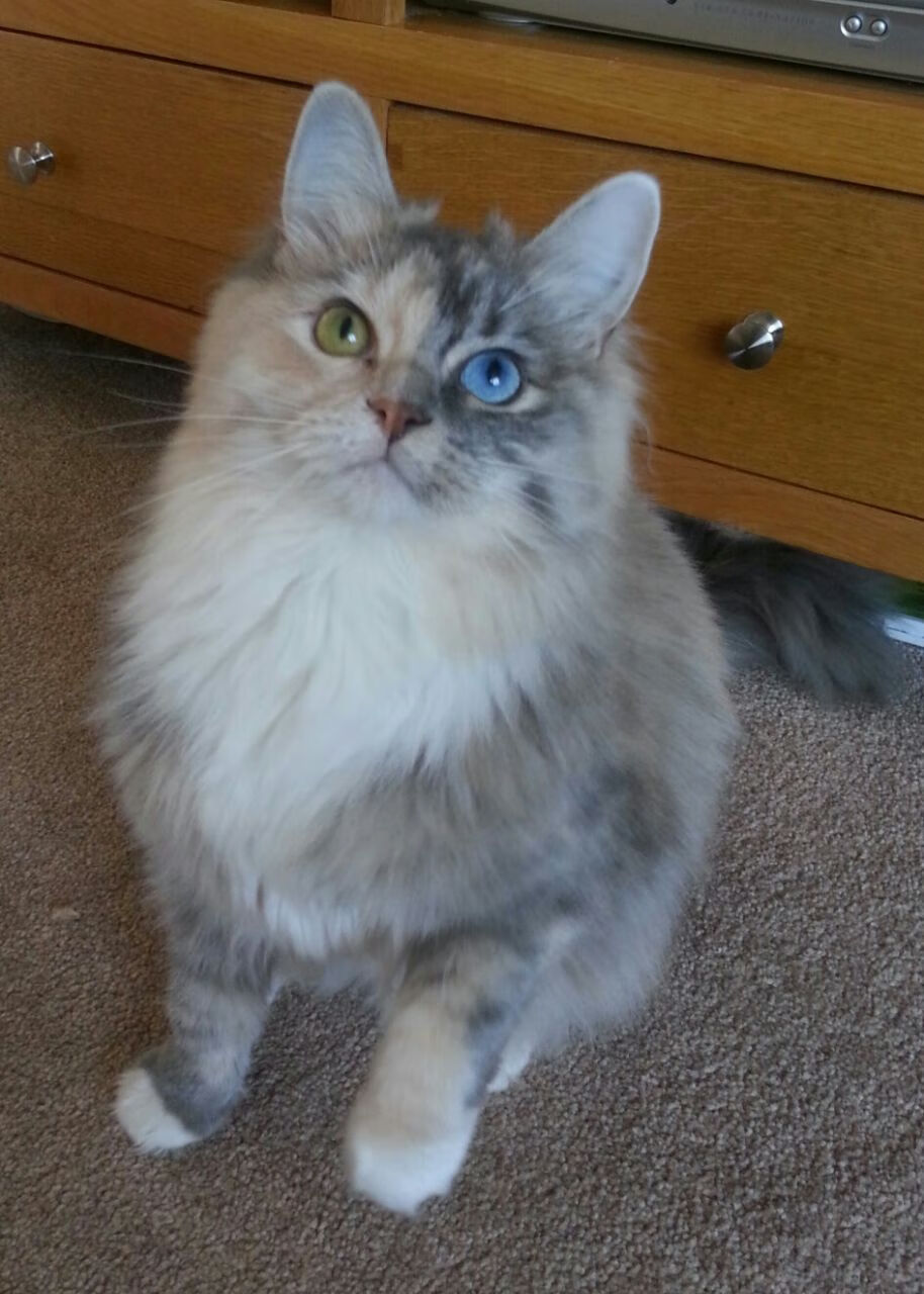 黄蜂汹汹噬夜街—F1街道焦点战，维斯塔潘如何踏平勒克莱尔的雄鹿之阵