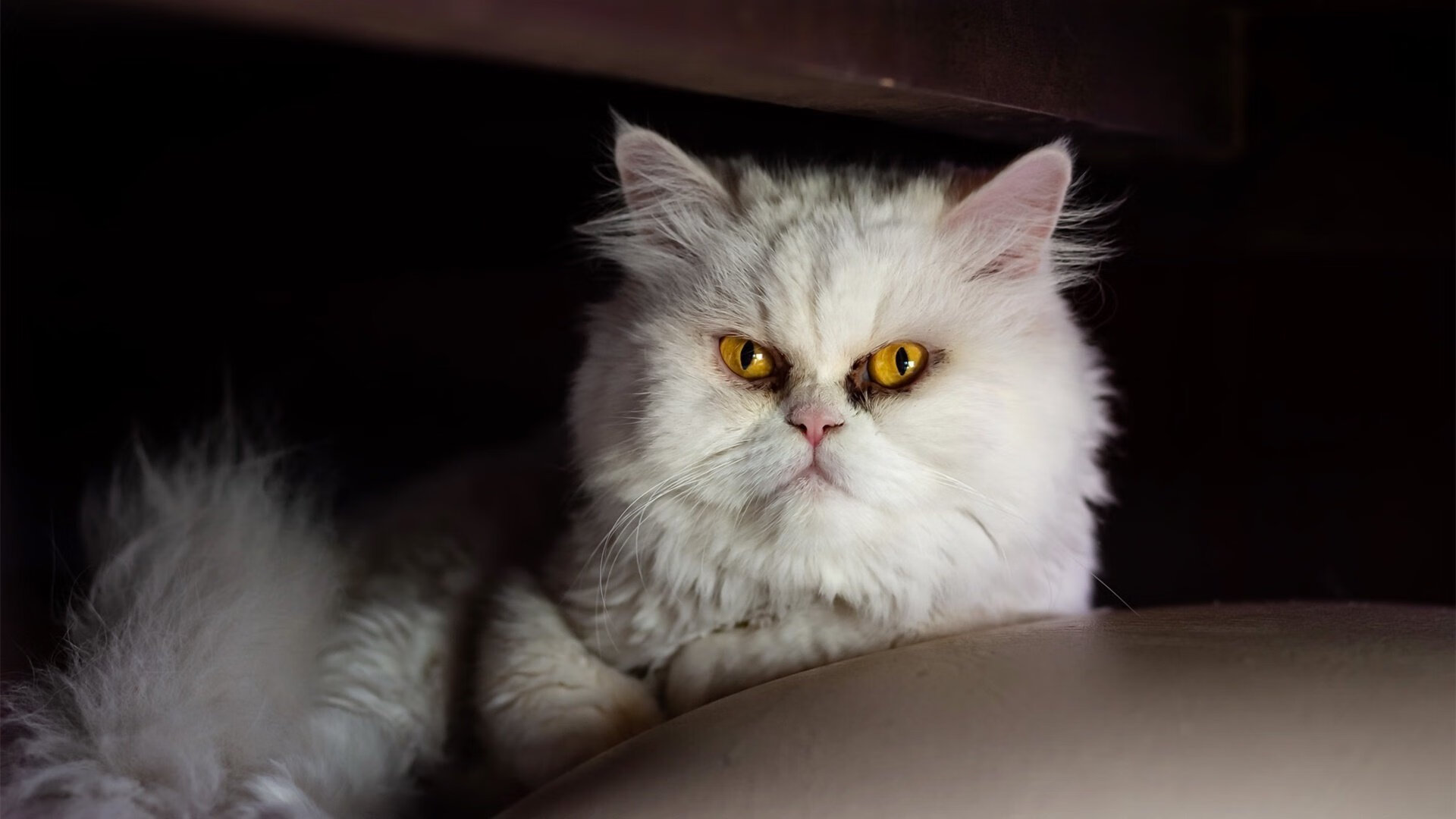 时间折叠处的胜利，老鹰横扫火箭背后的戈贝尔时刻