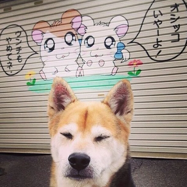 时空交错的篮筐，当文班亚马的梦幻步伐踏进上海滩的实战