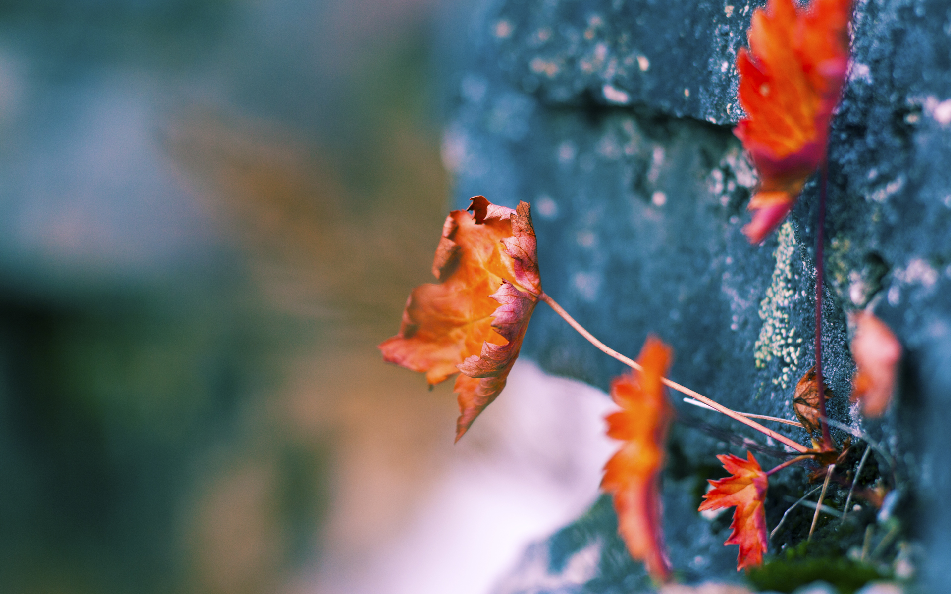 冰火淬刃,爱德华兹的十一连斩与独行侠的窒息时刻