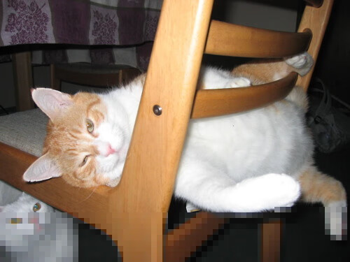 2026世界杯焦点战，上海队终结猛龙，中国足球新纪元