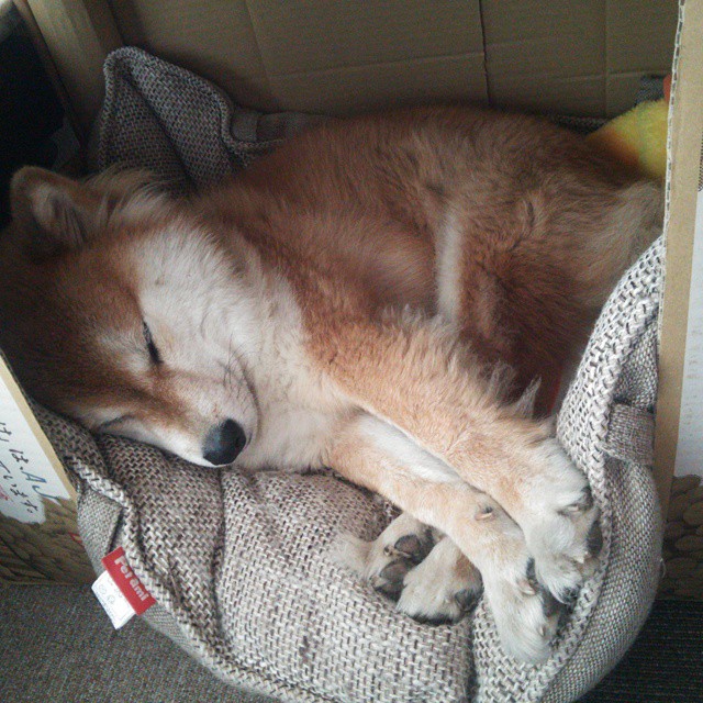 小舞台的瓦片声，大剧院的咏叹调，迪巴拉的舞台法则