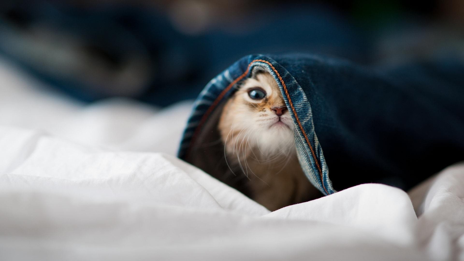 詹姆斯爆发引领猛龙淘汰赛过关斩火箭，晋级之路现曙光