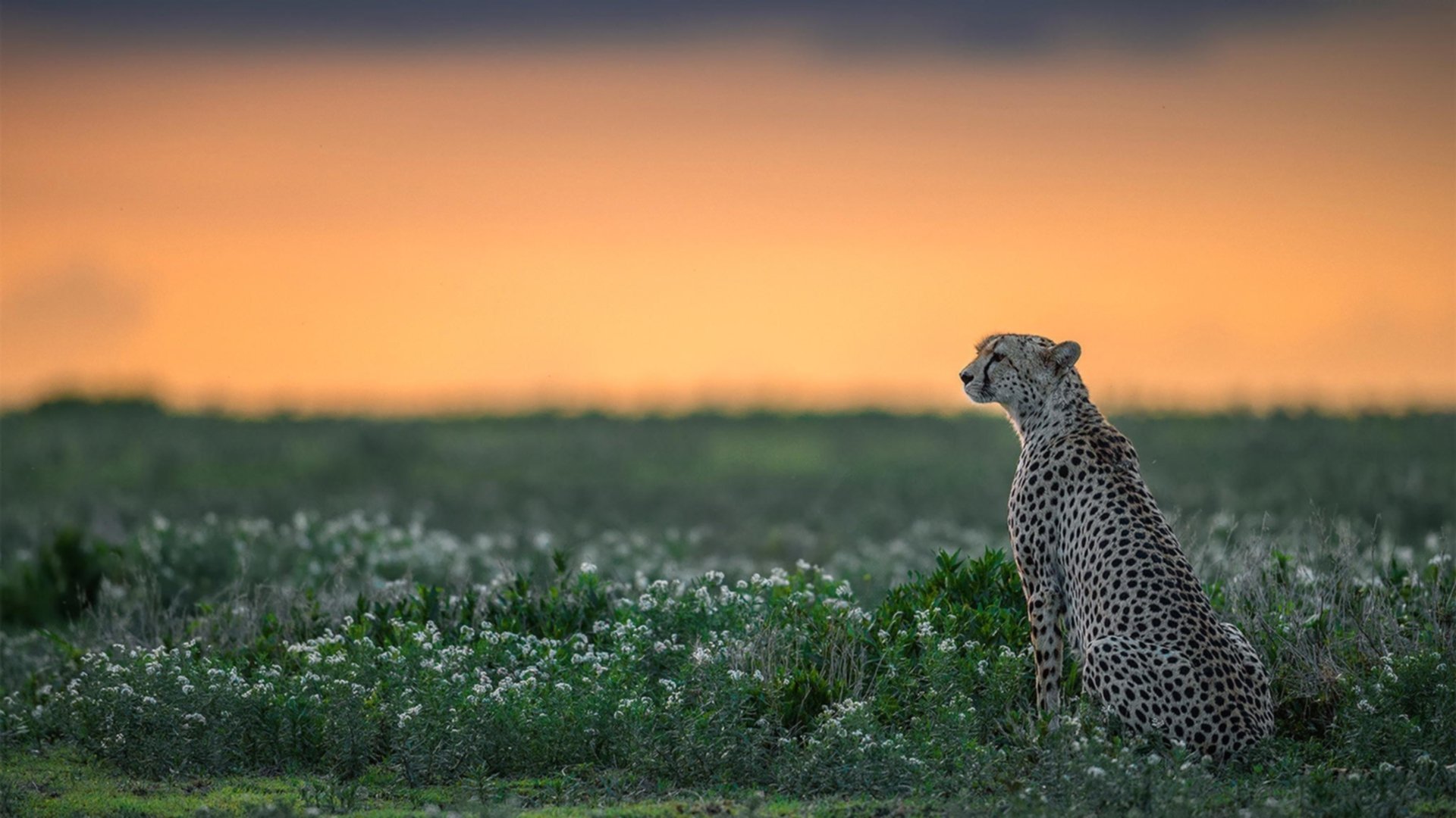 钢铁防线的童话粉碎者，当德里赫特的救赎撞上爱尔兰的奇迹