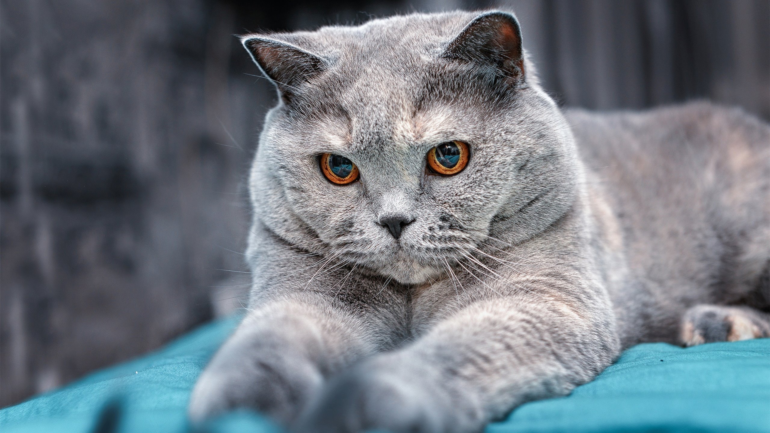 孤胆英雄布伦森,从步行者到奔袭者,强势晋级背后的撕裂与重生